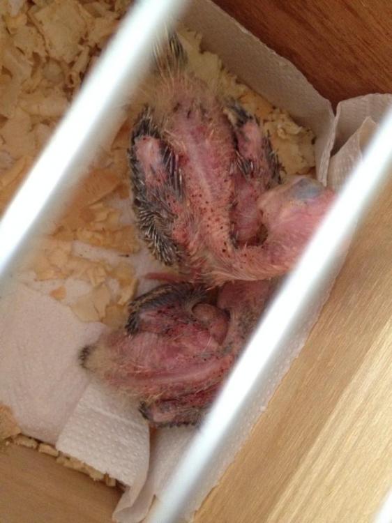 11001937_970172383047718_179218264594827