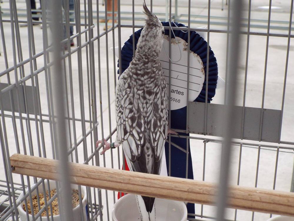 11038421_840476602694653_122968977787534