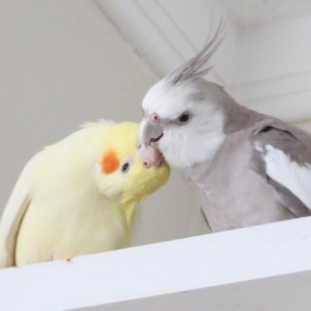 11055873_774441162639445_143611969_n.thu