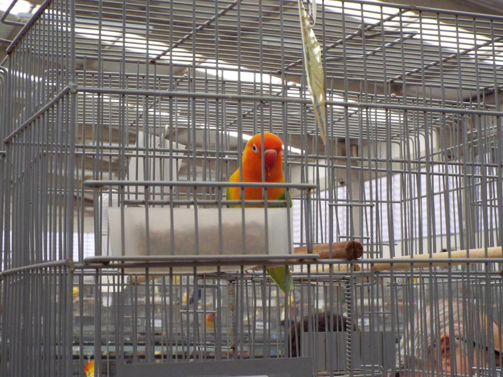 11074097_840487382693575_268089521095558