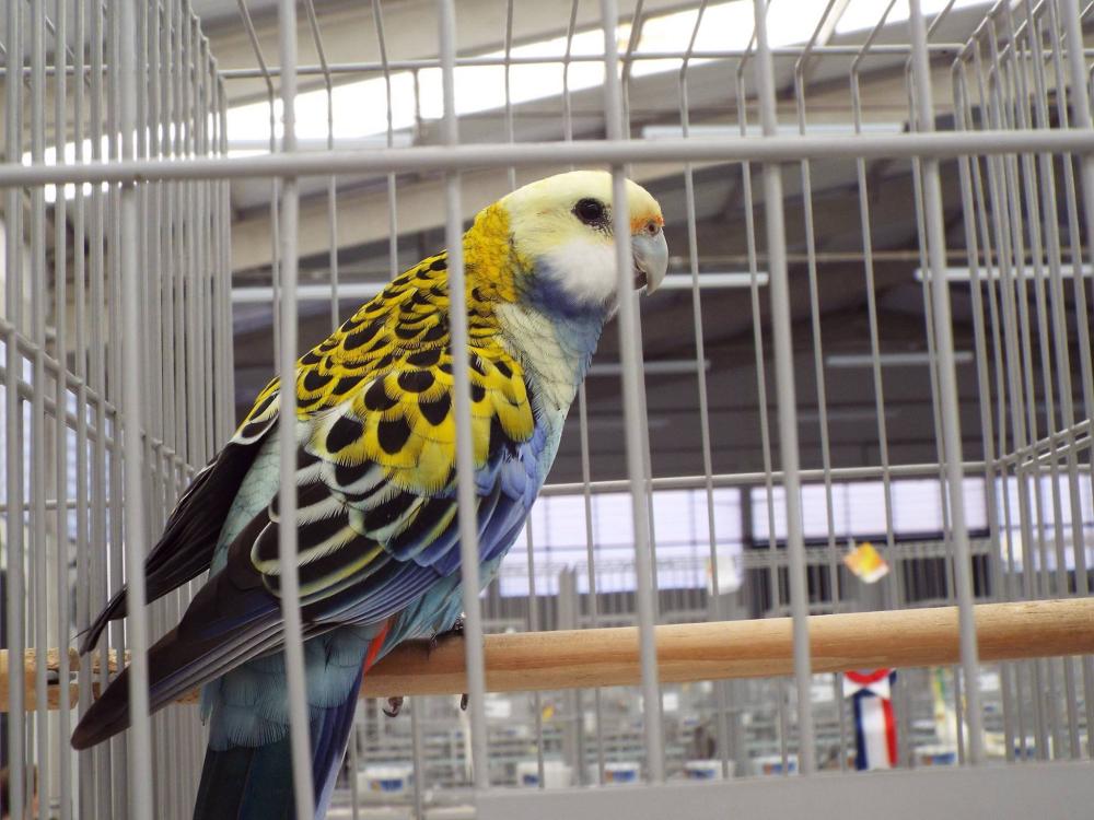 11154792_840476519361328_273717026918751