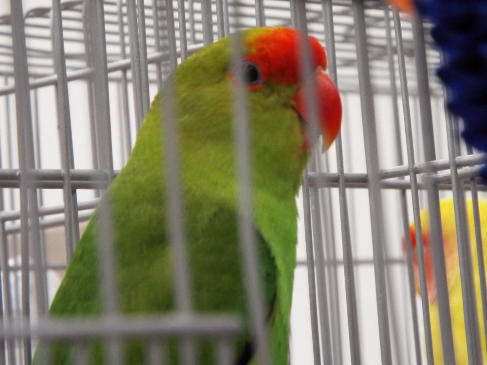 11154862_840487339360246_141896018952126