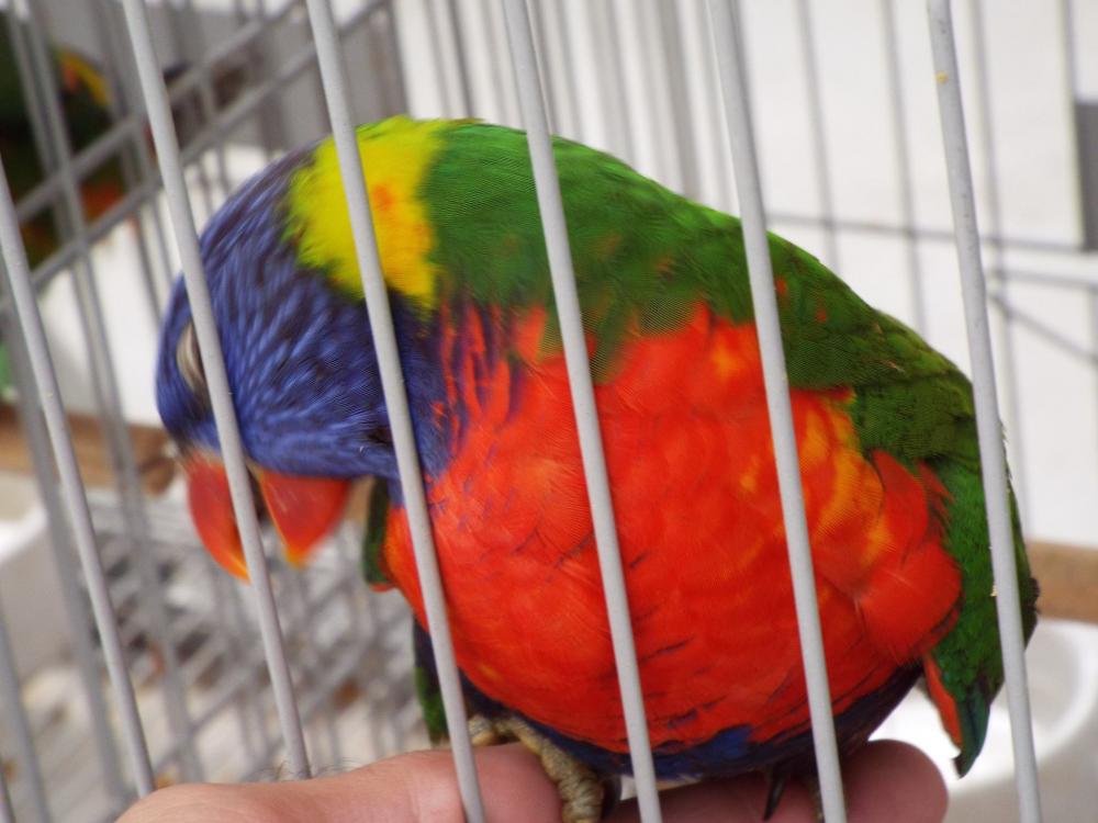 11155108_840455352696778_491535859720729