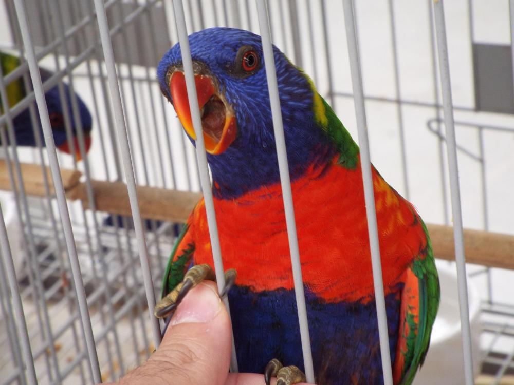 11157443_840455302696783_903139088887547