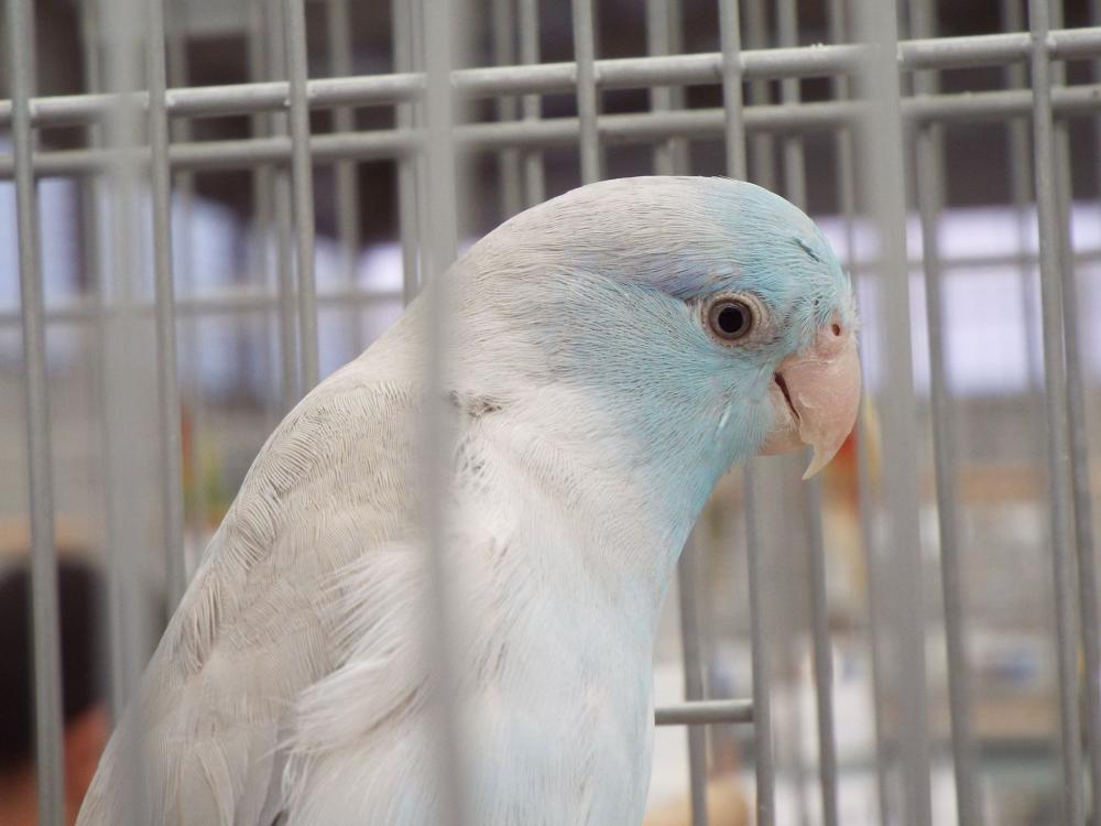 11160033_840476316028015_683412127057800