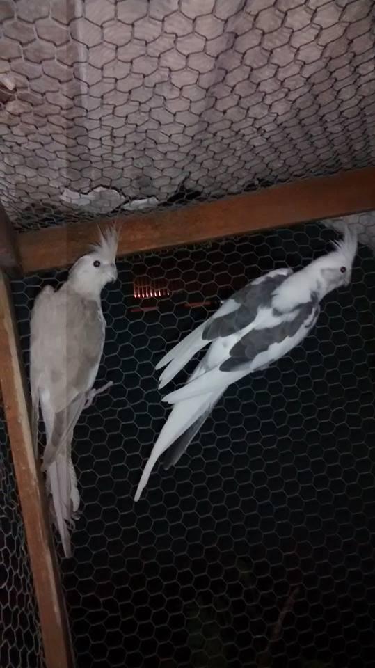 11166003_1573946062853875_417486120_n.th