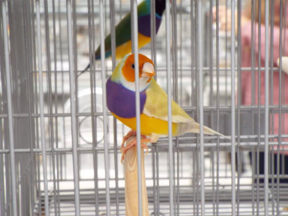 11169648_840476212694692_337215331229408