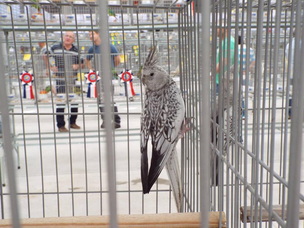 11169729_840476432694670_508573553472284