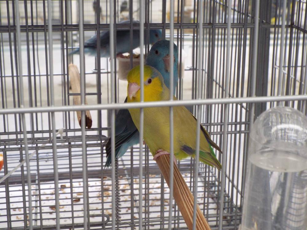 11174286_840476236028023_288860314589448