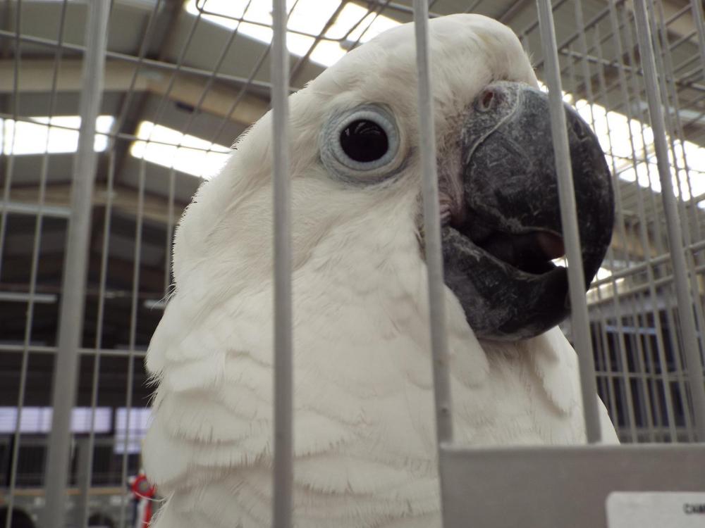 11174393_840476669361313_837542649324363