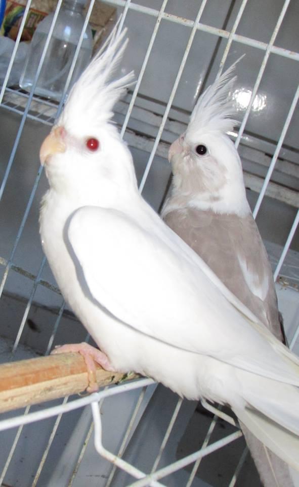 11180197_10204336591322016_2098236357_n.