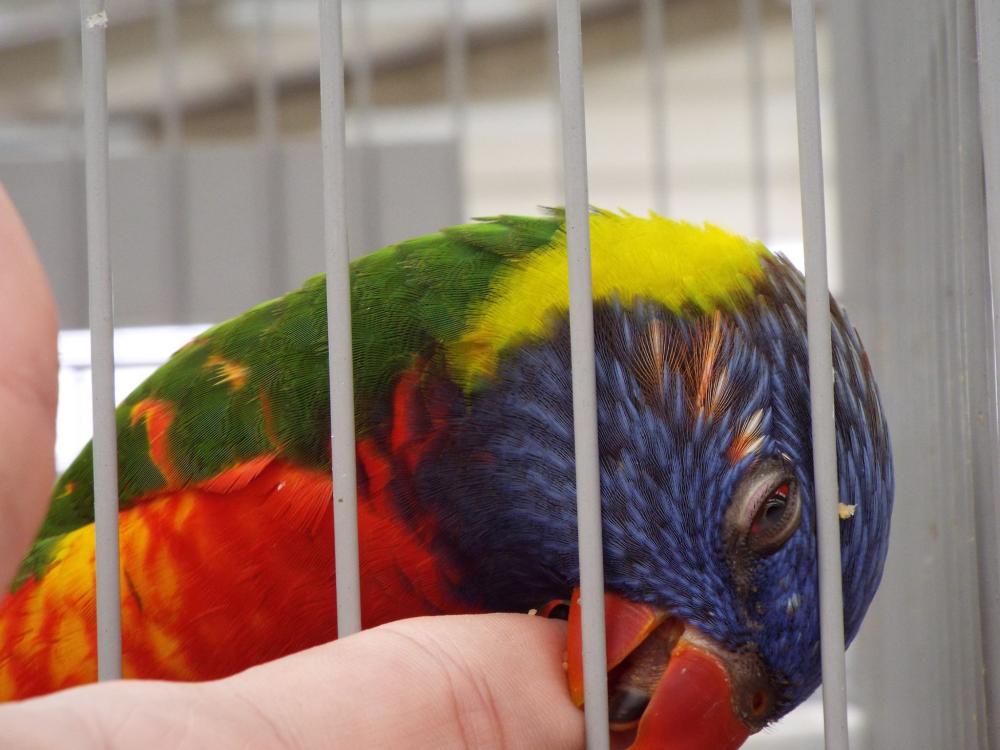 11187157_840457692696544_444647313750931