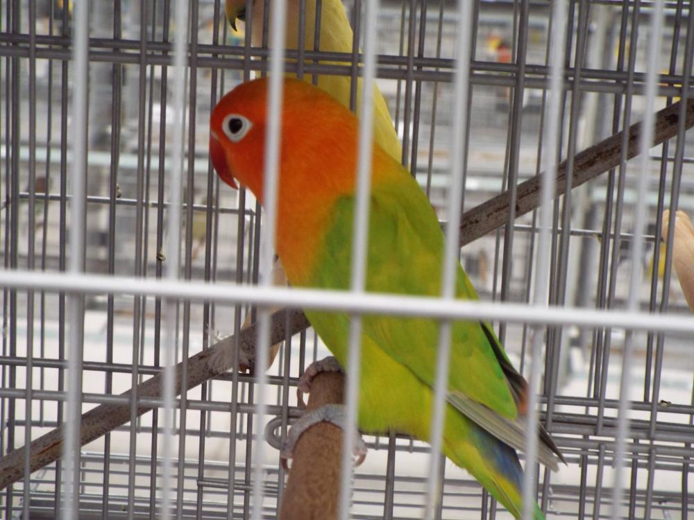 11194467_840487332693580_508024998537150