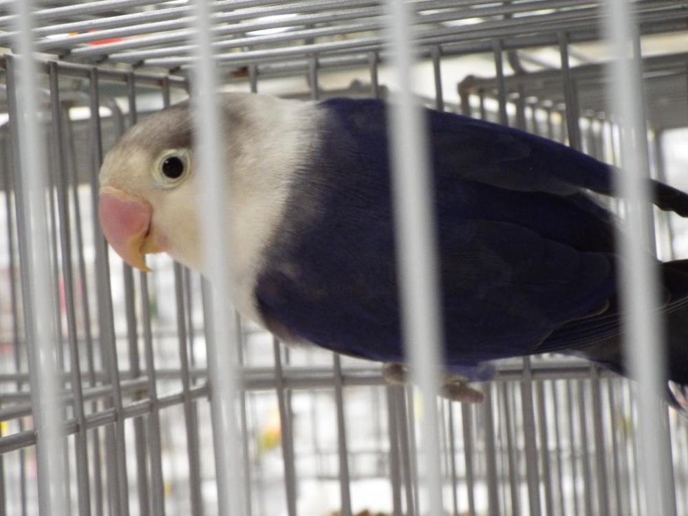 11212645_840487429360237_677516316340351