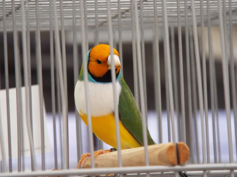 11217748_840476222694691_765005639853259