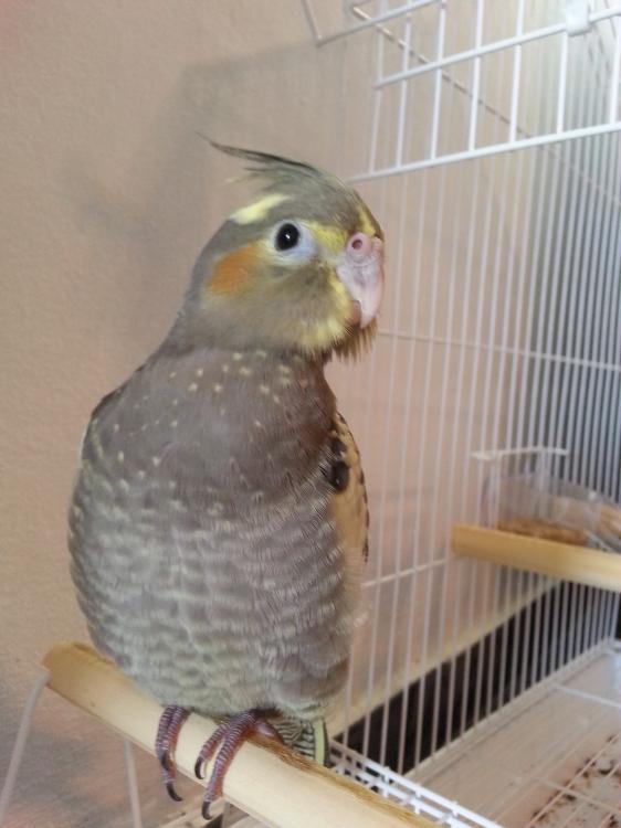 20141226_160229.thumb.jpg.f3e27bfdd098bf