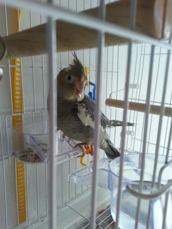 20150406_111421.thumb.jpg.8fe9cb433c50aa