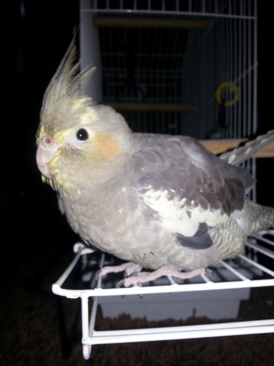 20150416_192956.thumb.jpg.5274bb5b09d86e