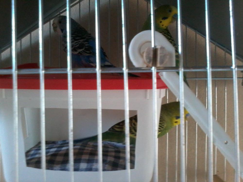 20150424_164320_Android.thumb.jpg.e9296a