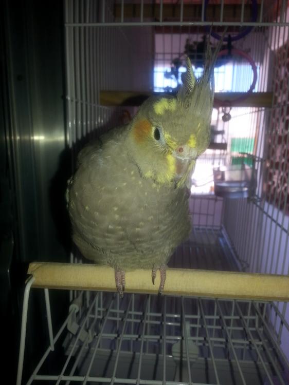 20150429_133041.thumb.jpg.ac02331b28c0e8