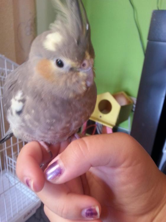 20150517_142655.thumb.jpg.27f66e241459c6