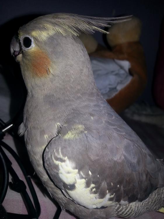 20150528_180408.thumb.jpg.2e18ab53dac277