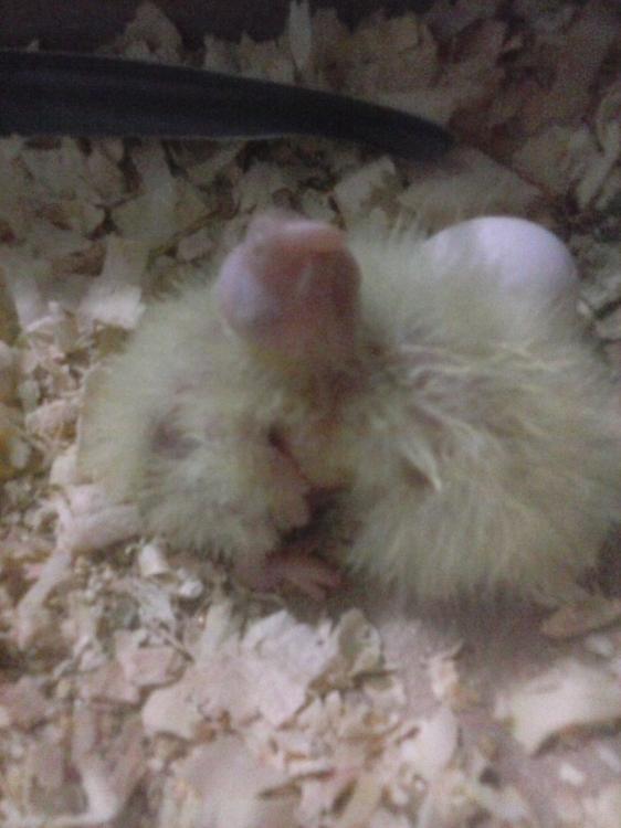 CAM01404.thumb.jpg.bd01847c1b1354bc88c85