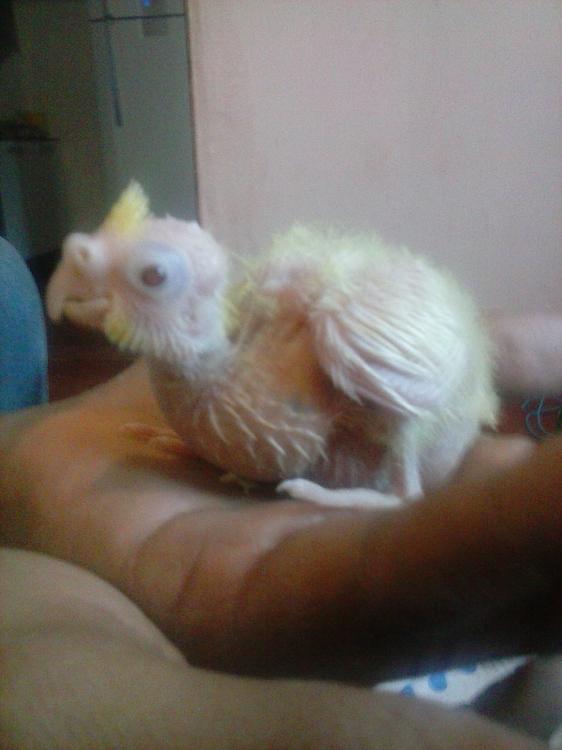 CAM01464.thumb.jpg.f0f42380e1fc084e19b56