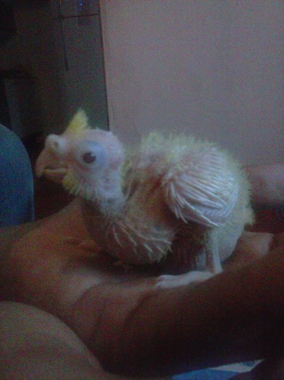 CAM01465.thumb.jpg.91345eb2bac0dc0ca4a0f