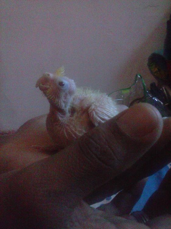 CAM01467.thumb.jpg.81f9748de276e7f250f98