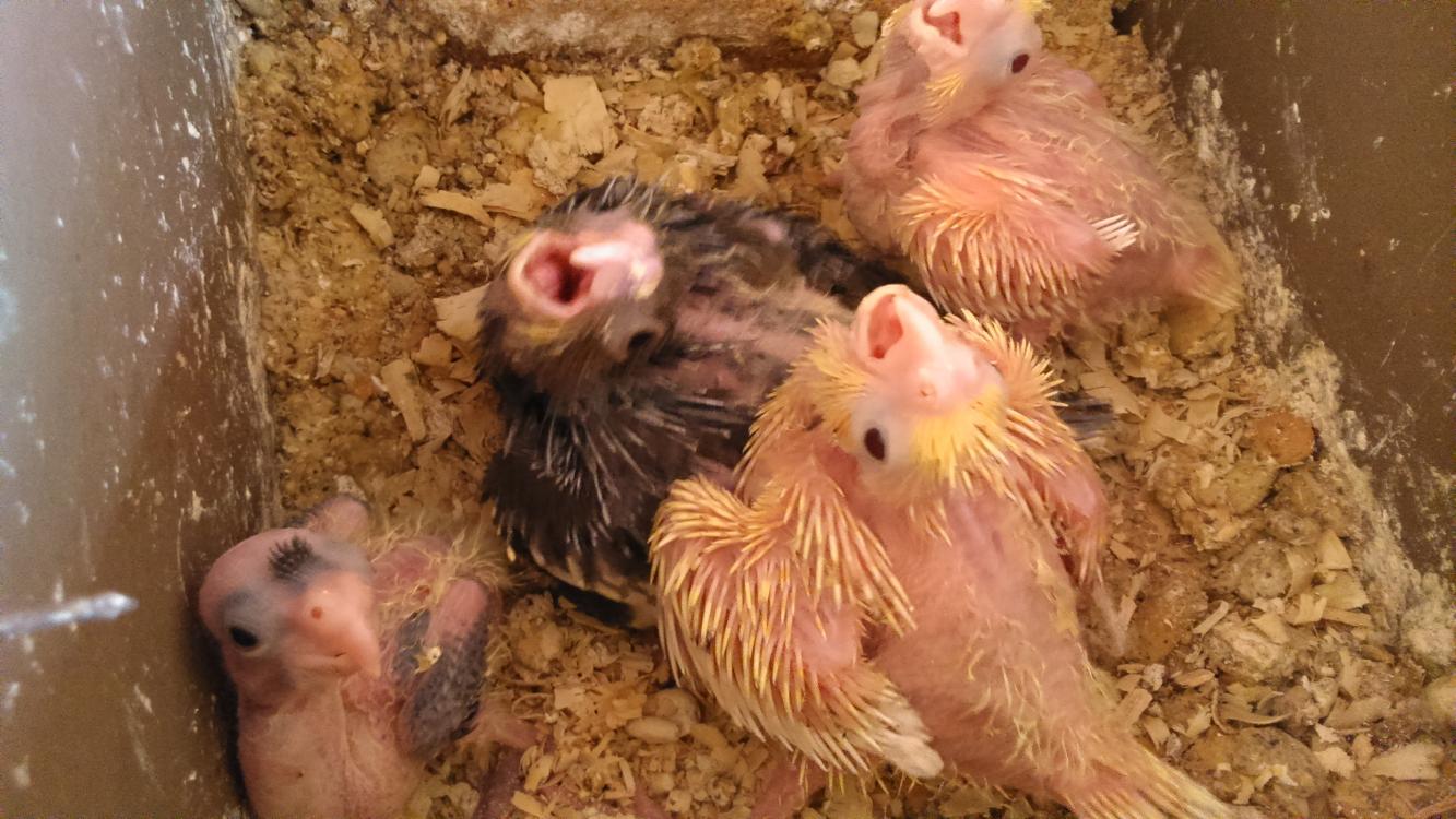 DSC_6942.thumb.jpg.6393531ed2a6e71870550