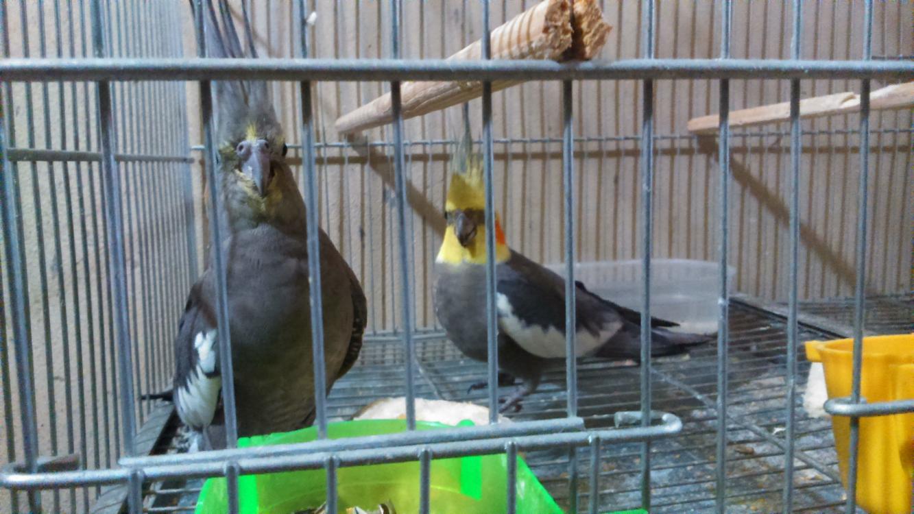 DSC_6944.thumb.jpg.7f0f004d20b83f0e9b192