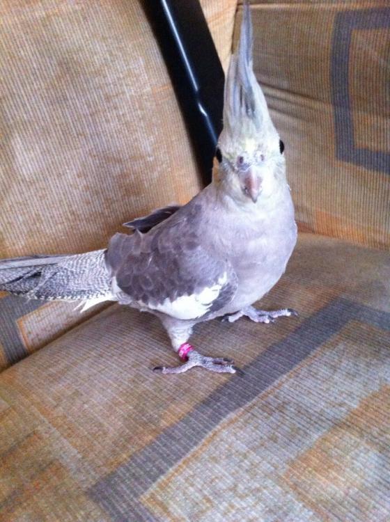 IMG-20150523-WA0005.thumb.jpg.fb237fef1d