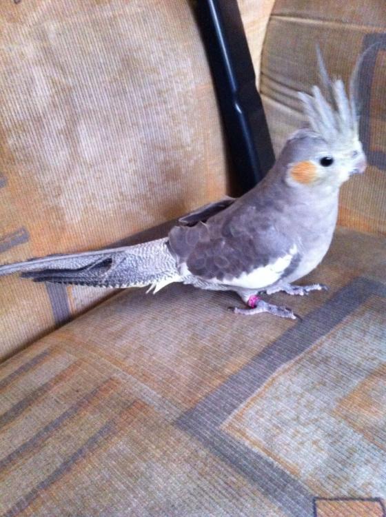 IMG-20150523-WA0007.thumb.jpg.9a5a84532d