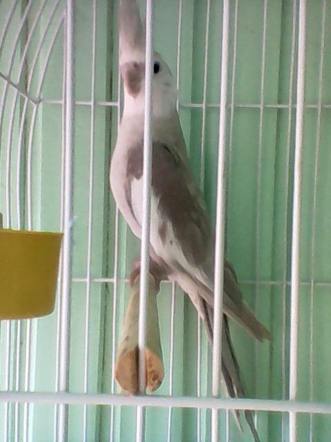 IMG0020A.thumb.jpg.9a8bb1608339afd19da40