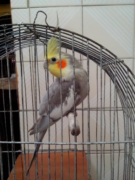 IMG_20150520_144301.thumb.jpg.ac025f07bd