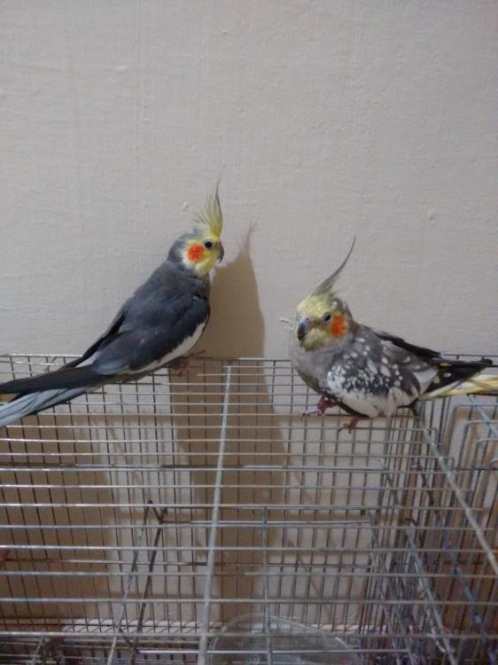 IMG_20150523_183128830.thumb.jpg.43e8eda