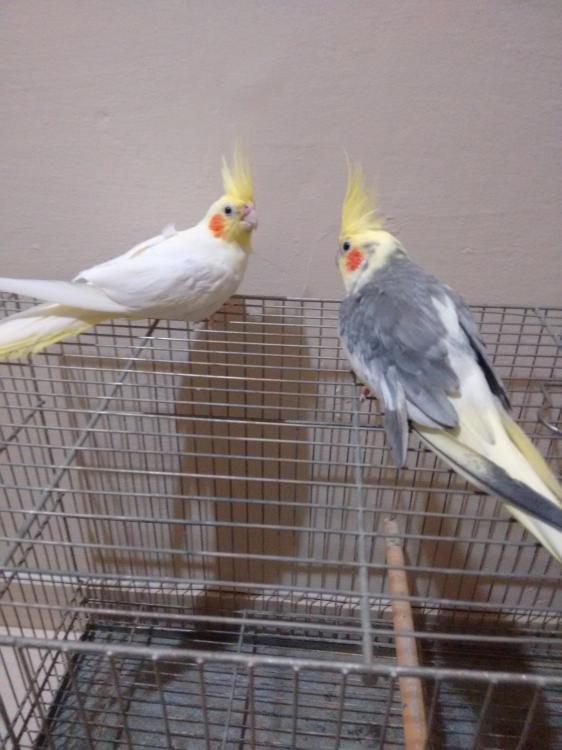 IMG_20150523_183159440.thumb.jpg.1a07a13