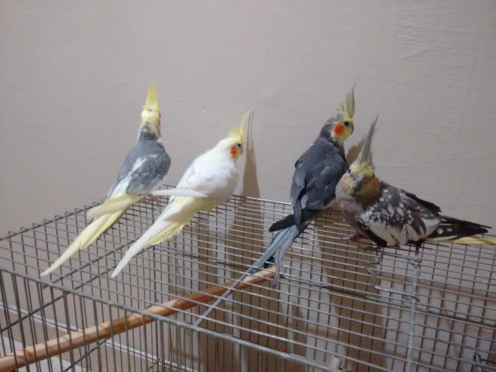 IMG_20150523_183435462.thumb.jpg.e281a16