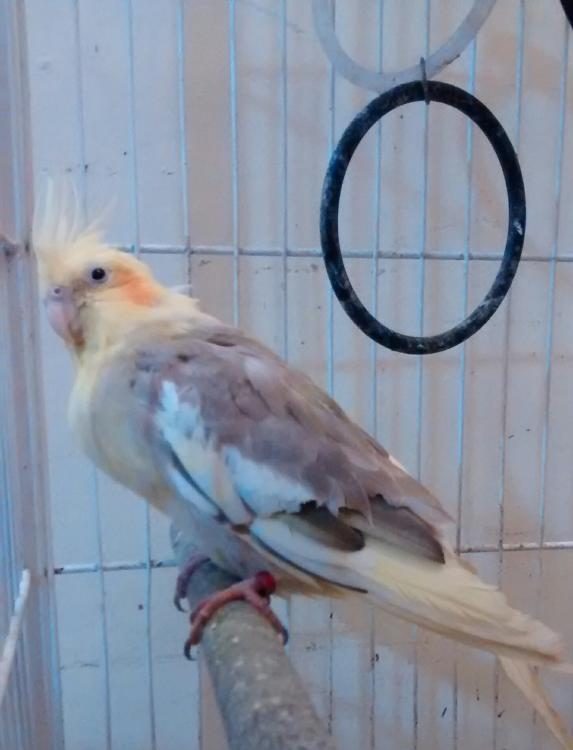 IMG_20150527_214206.thumb.jpg.318ca8a1f9