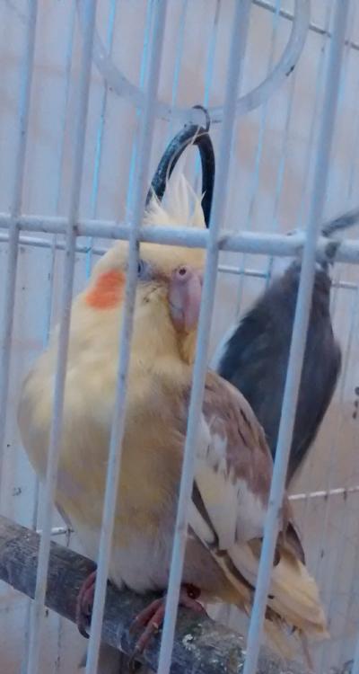 IMG_20150527_214254.thumb.jpg.3a92c2640e