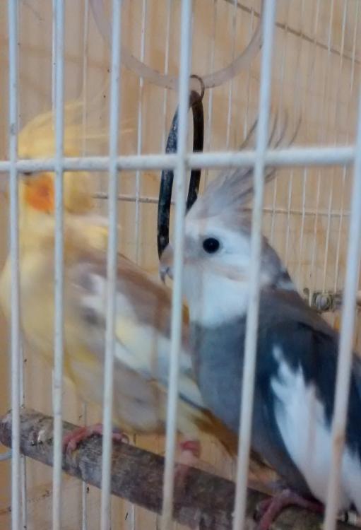 IMG_20150527_214331.thumb.jpg.9be60f3da4