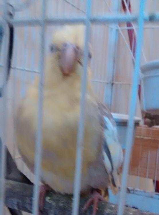 IMG_20150527_214405.thumb.jpg.f573c9b0ae