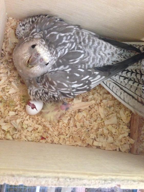 IMG_4115.thumb.JPG.aa2ab44d283a287594d78