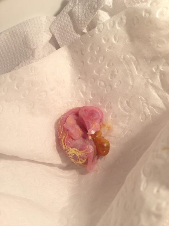 IMG_4117.thumb.JPG.f4f654e335a4e0d45ccb1