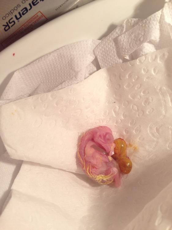 IMG_4118.thumb.JPG.d66af3c6d08f24cc2819f