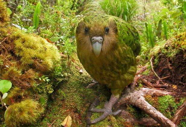 Kakapo-2.thumb.jpg.761356781a382abb9e83d