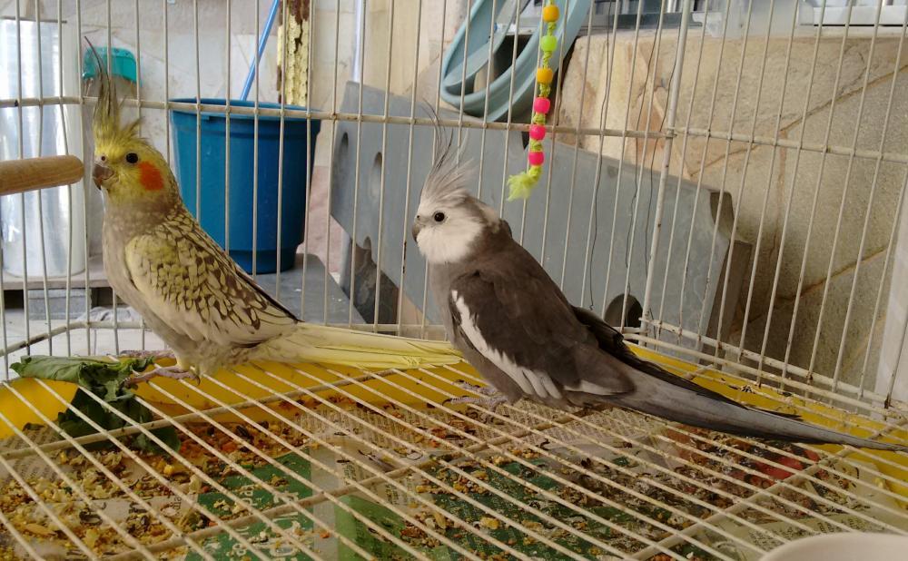 hairo.thumb.jpg.f56084ee56a7a01c8e04051a