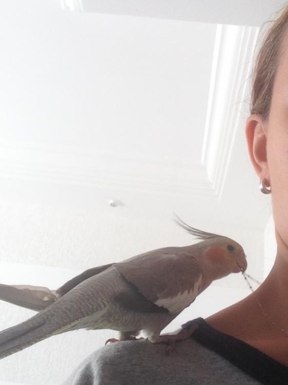 image.thumb.jpg.2ad9df21cf10130f69304b01