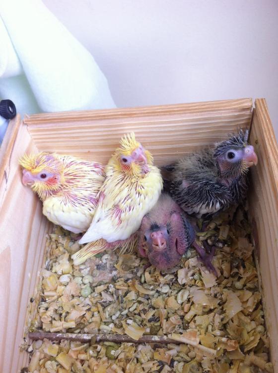 image.thumb.jpg.76b942938c32fad1a51b5f80